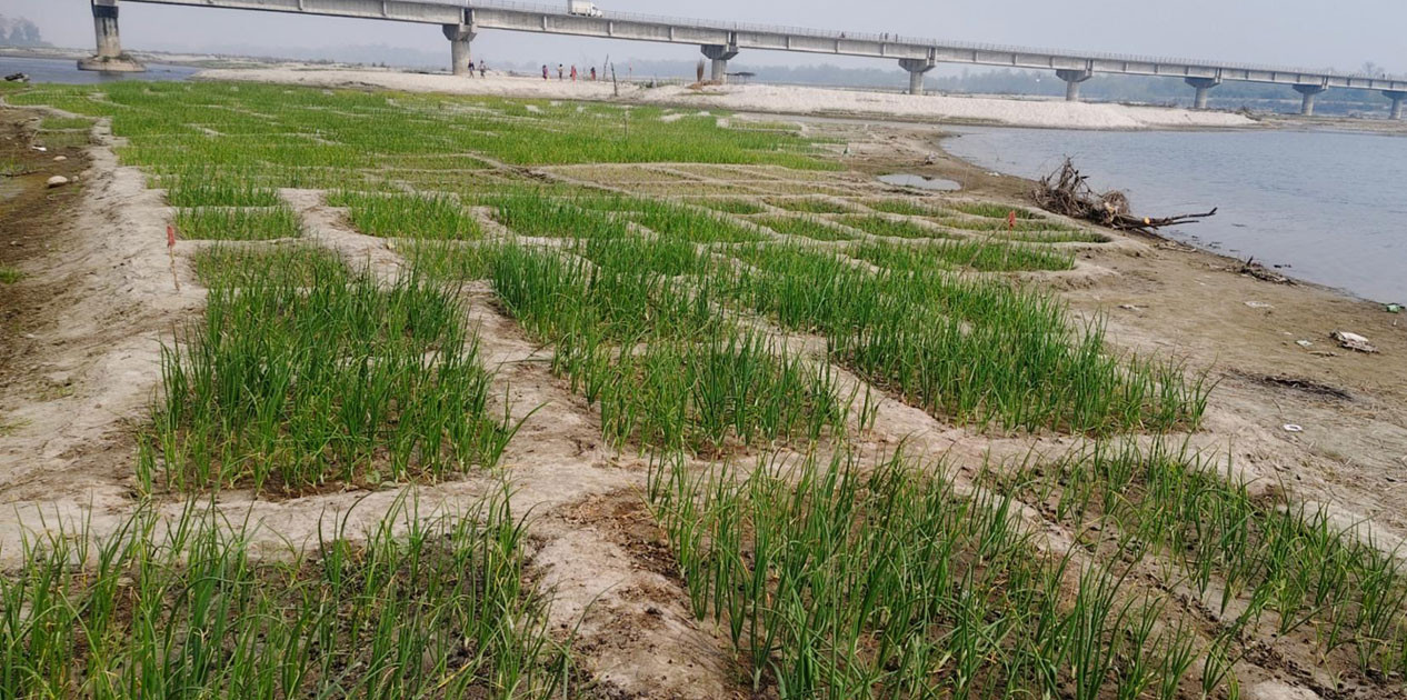 कर्णाली नदी बगरमा लोभलाग्दो प्याजखेती