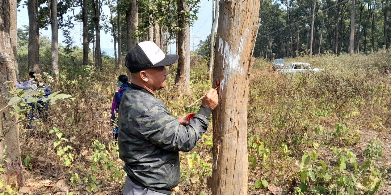 तनहुँ जलविद्युत् आयोजना: प्रसारण लाइन निर्माणका लागि रुख छपान सुरु