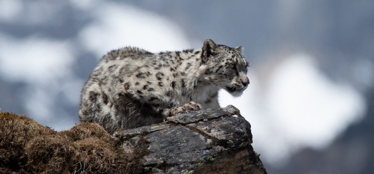 उपल्लो मुस्ताङमा हिमचितुवाको आक्रमणबाट २१ भेडाच्याङ्ग्रा मरे