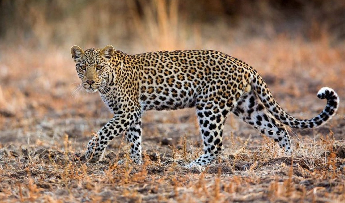 चितुवाको आक्रमणबाट दुई घाइते