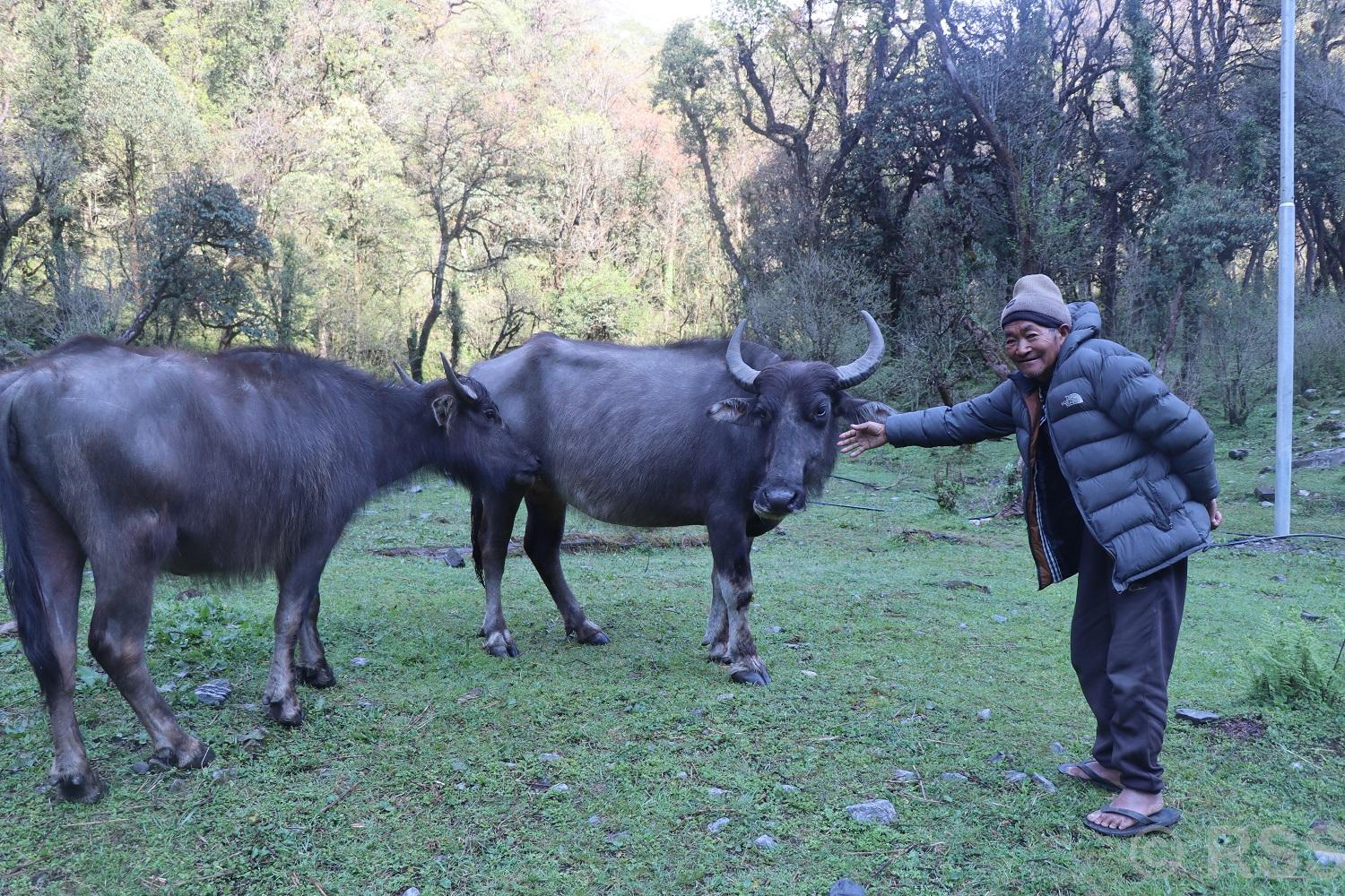हराउन थाले घुम्ती गोठमा भैँसी पाल्ने चलन
