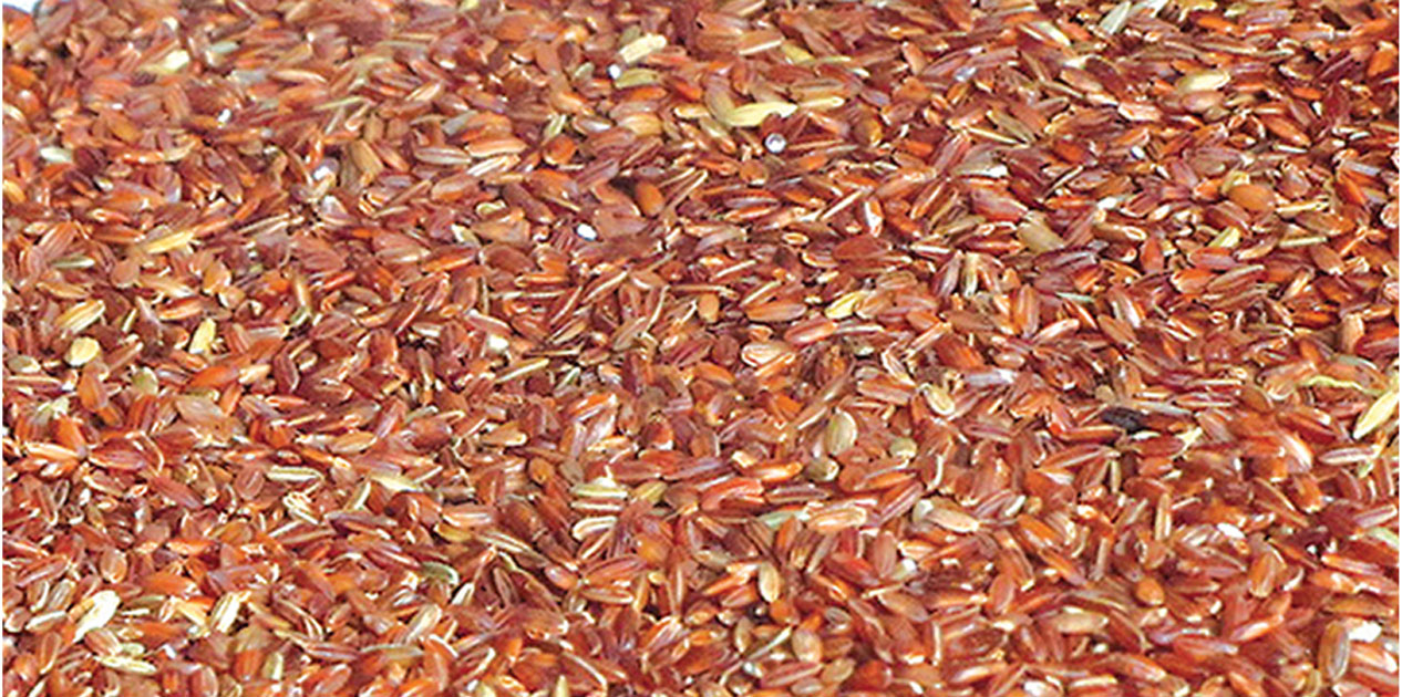 जुम्लाबाट एक वर्षमा तीन करोड बढी मूल्यको मार्सी चामल बिक्री