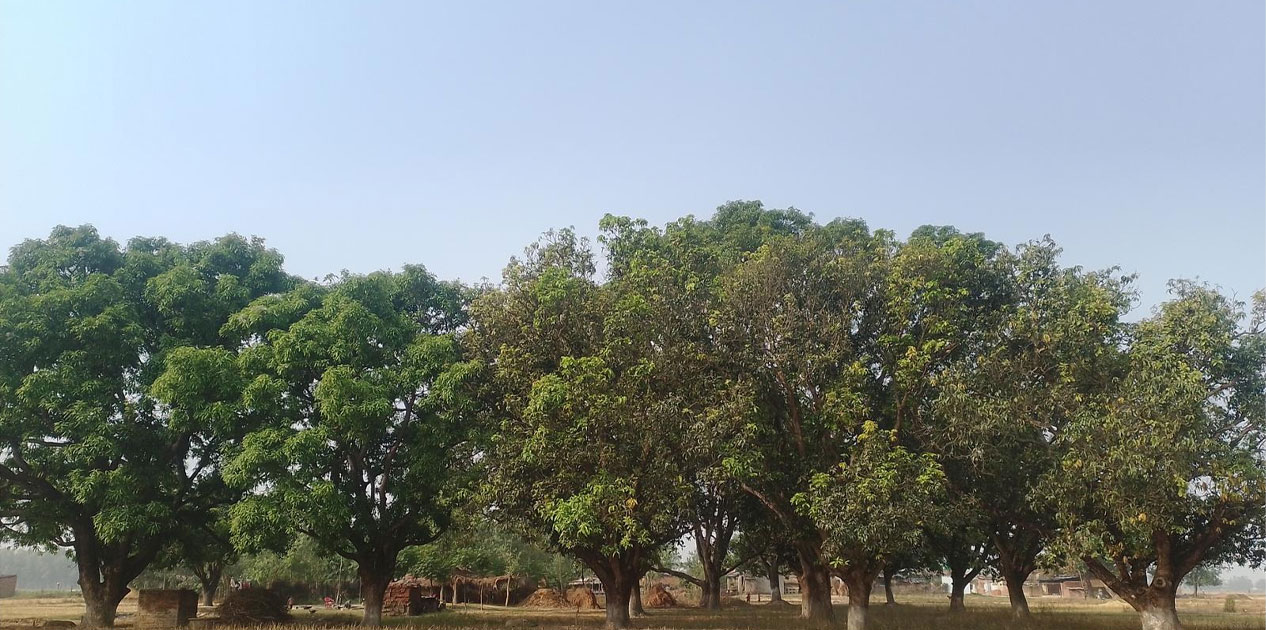 आँपमा मधुवा रोगको समस्याले किसान चिन्तित