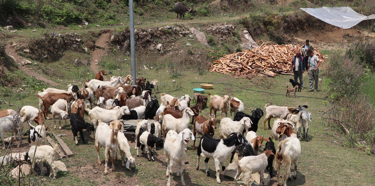 बाख्रापाल व्यवसायबाट वार्षिक लाखौँको आम्दानी