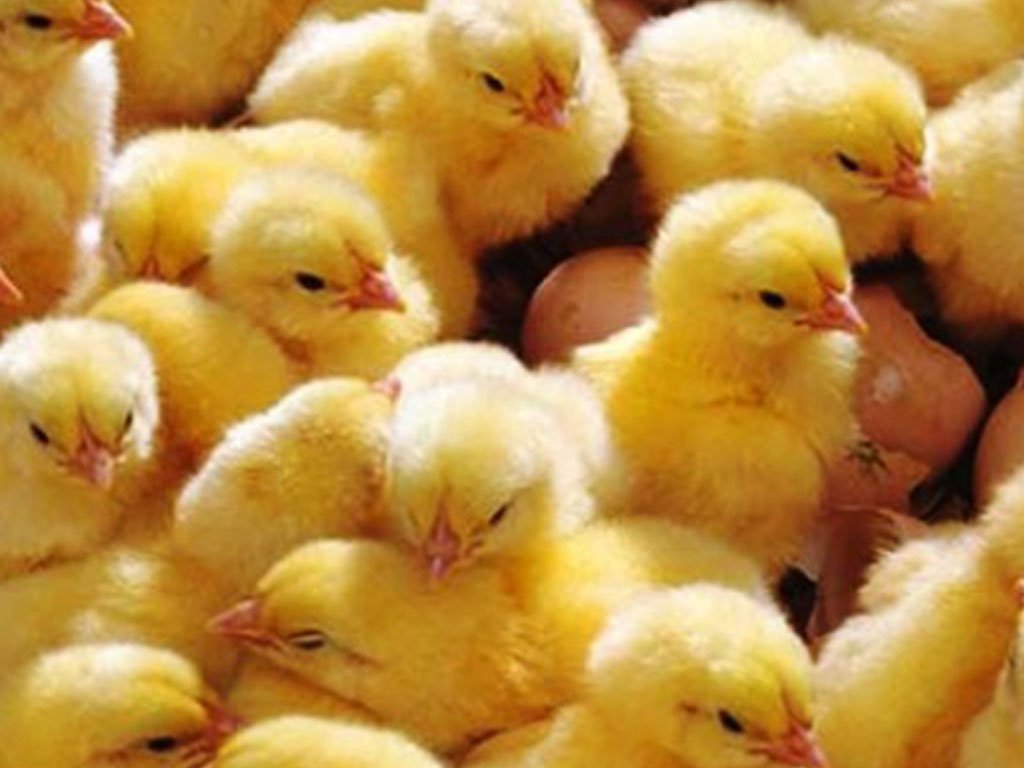 भारतबाट ल्याइएका पाँच हजारभन्दा बढी कुखुराका चल्ला बरामद