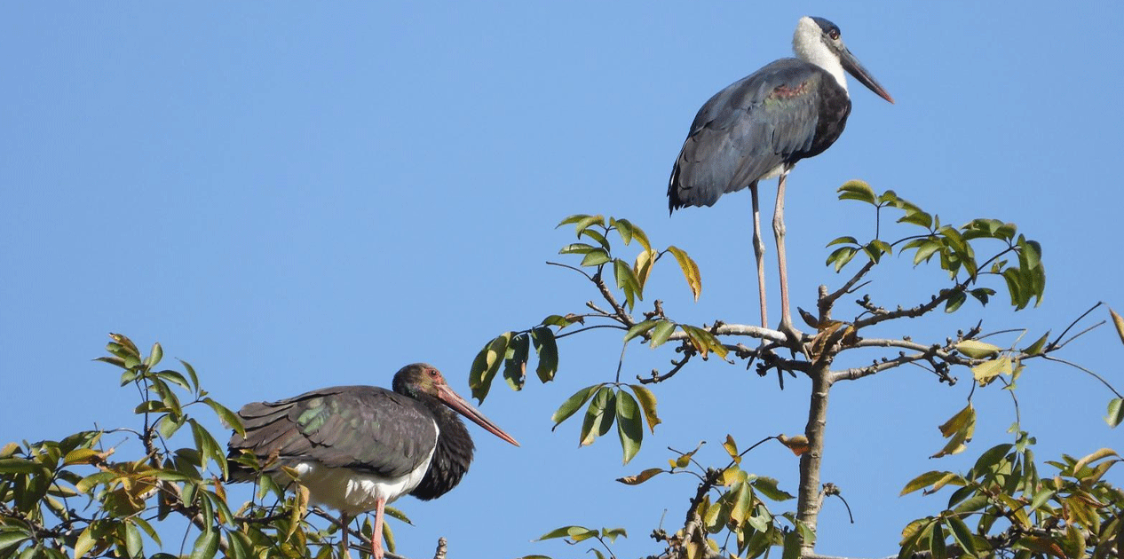 गुल्मीमा चरा प्रजातिको सङ्ख्या ३५५ पुग्यो