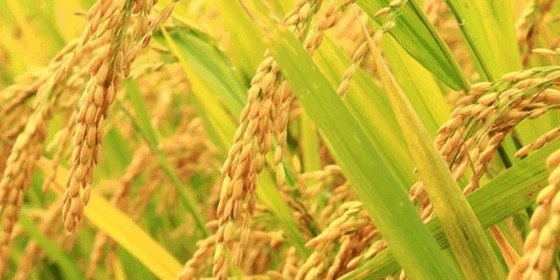 सिँचाइ सुविधा नहुँदा कञ्चनपुरमा चैते धानबाली घट्यो