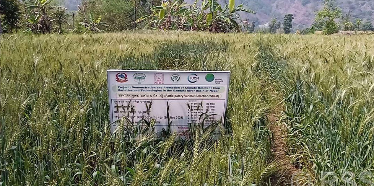 पर्वतमा गहुँबालीको प्रजनन बिउ उत्पादन गरिँदै