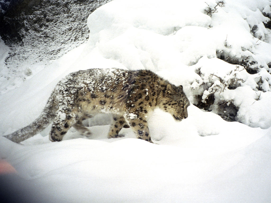 ढोरपाटनमा पहिलो पटक हिउँ चितुवा गणना गरिँदै