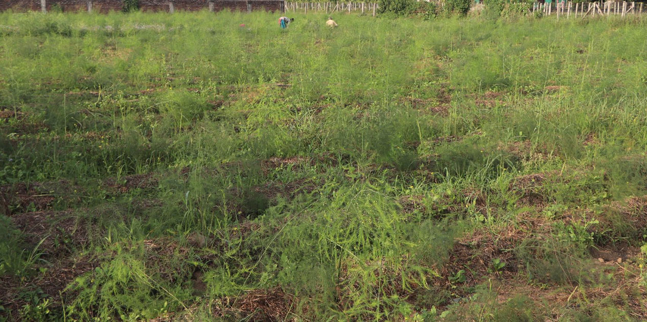 आश्रम व्यवस्थापन गर्न कुरिलो खेती