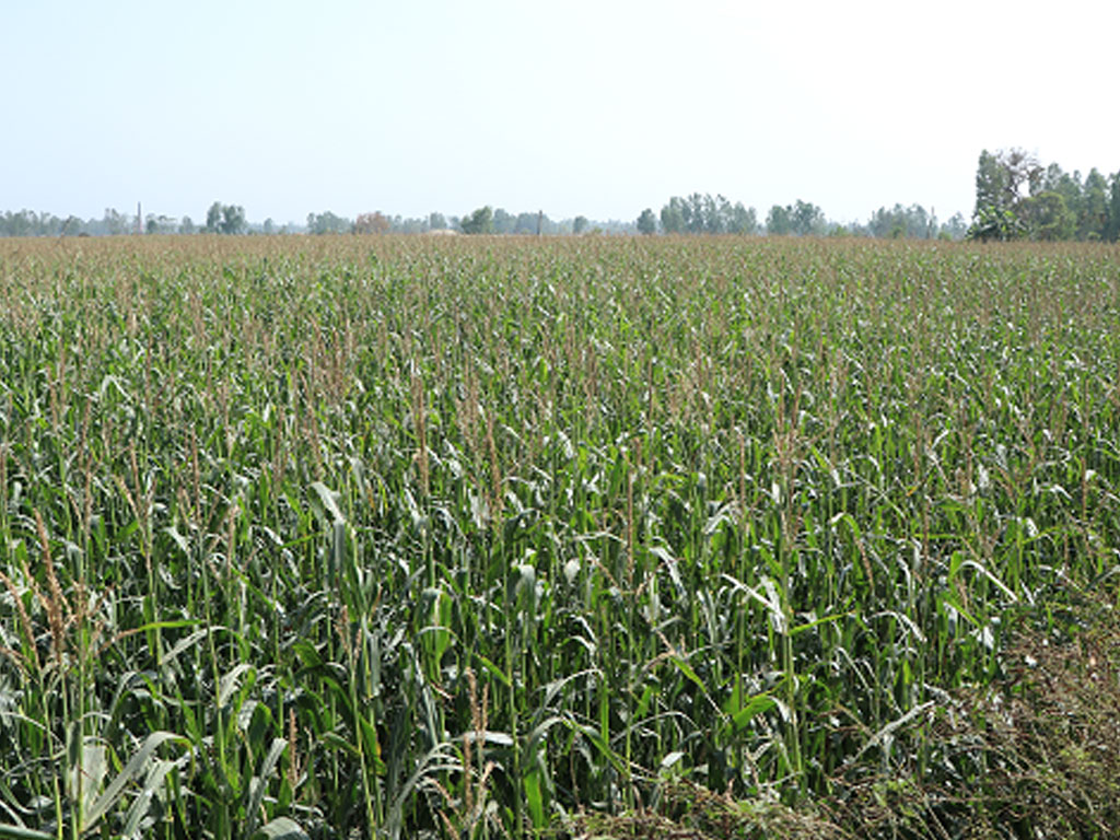 बाँकेमा व्यावसायिक बसन्ते मकैखेती