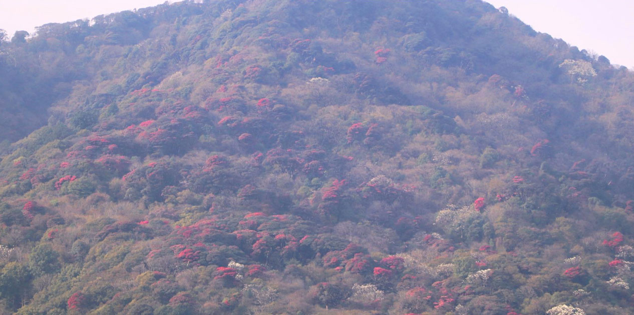 ‘मुन्दुम पदमार्ग’ क्षेत्रमा गुराँस ढकमक्क