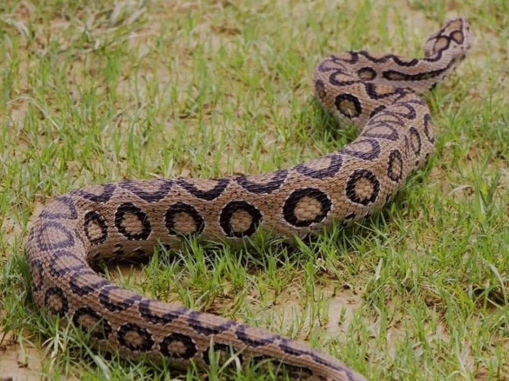 सर्वसाधारणलाई सर्प पहिचानसम्बन्धी तालिम सञ्चालन