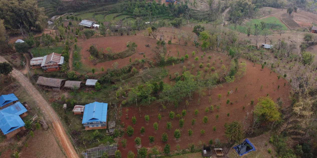 लुङ्गिनका किसान व्यावसायिक सुन्तला खेतीमा आकर्षित