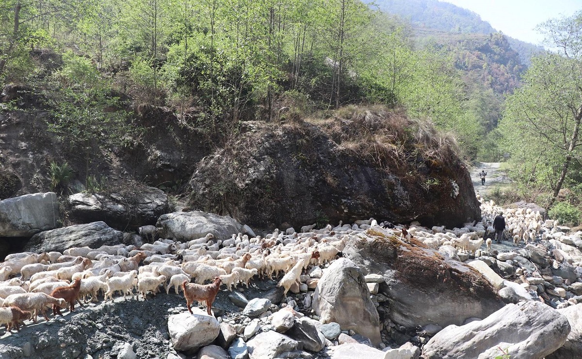म्याग्दीका पशुगोठ गर्मी छल्न लेक उक्लन थाले