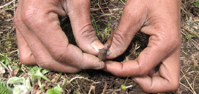 मनाङमा यार्सागुम्बा सङ्कलन सुरु