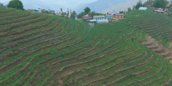 आलु खेतीबाट आत्मनिर्भर बन्दै किसान