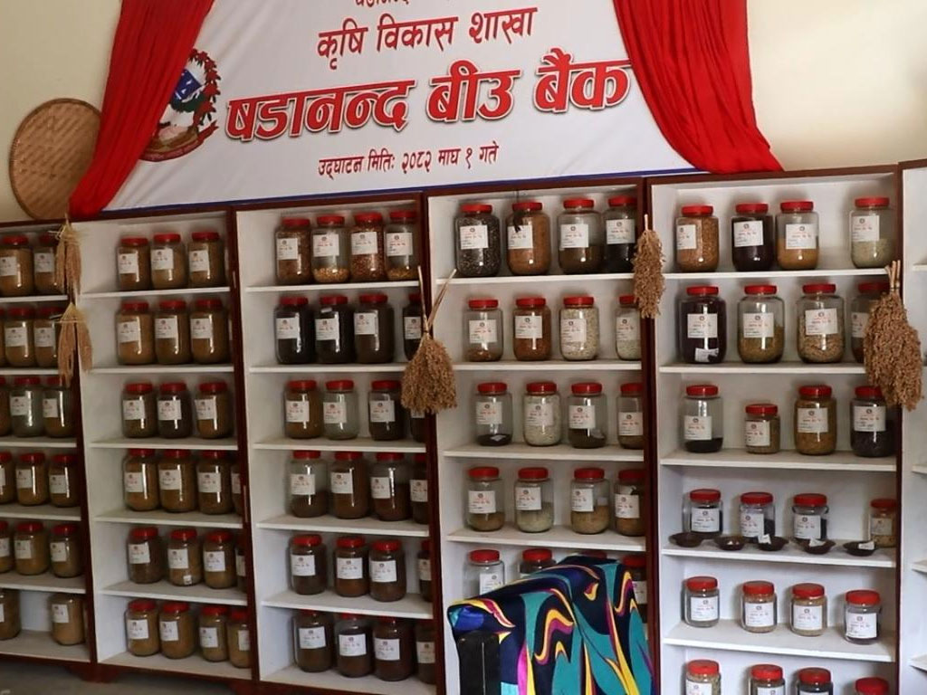 बीउ बैंकमार्फत रैथाने बाली संरक्षणमा जुट्दै ‘षडानन्द’