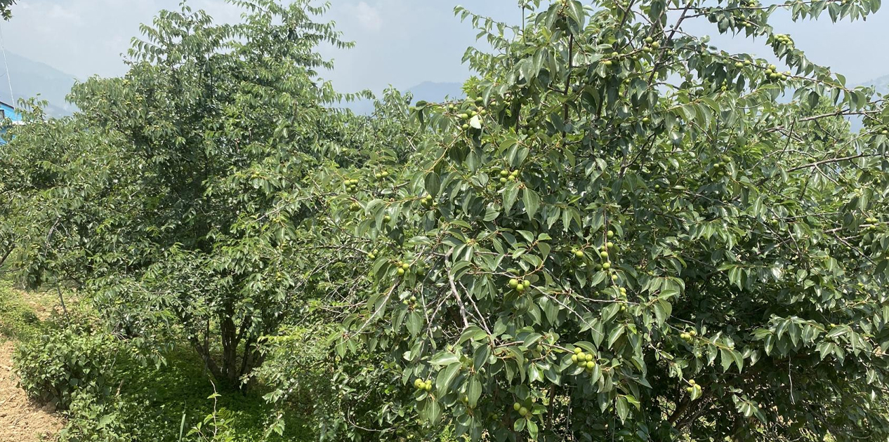 असिनाको असर: ‘बुद्धचित्त’को गुणस्तर खस्कनेमा किसानको चिन्ता