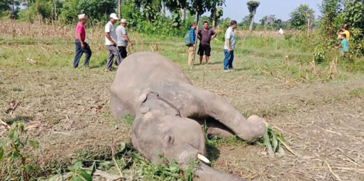 हात्तीको छावा मृत फेला