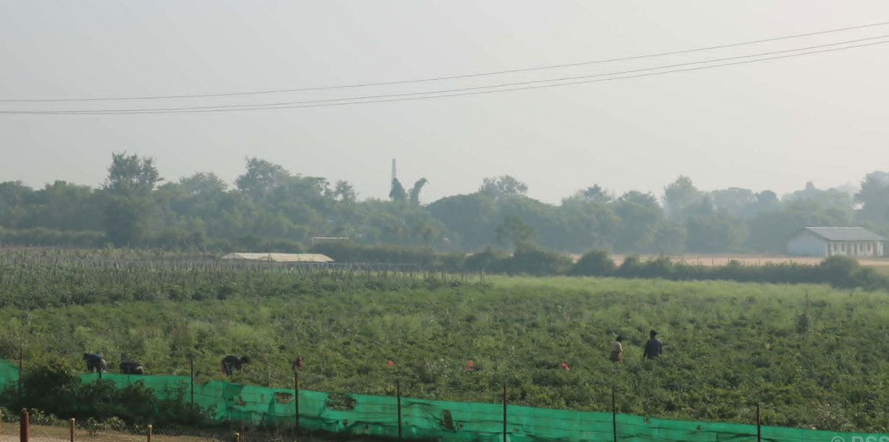 तुलसीपुरका थारु महिला तरकारी खेतीबाट आत्मनिर्भर बन्दै