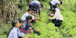 सिक्दै, कमाउँदै मंगला माविका विद्यार्थी