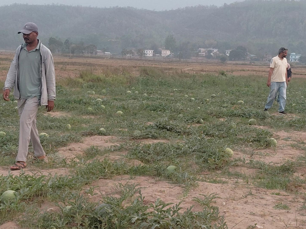 तरबुजा खेतीबाट आत्मनिर्भर बन्दै दंगीशरणका युवा
