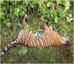 चितवन राष्ट्रिय निकुञ्जमा एक वर्षमा छ वटा पाटेबाघ मरे