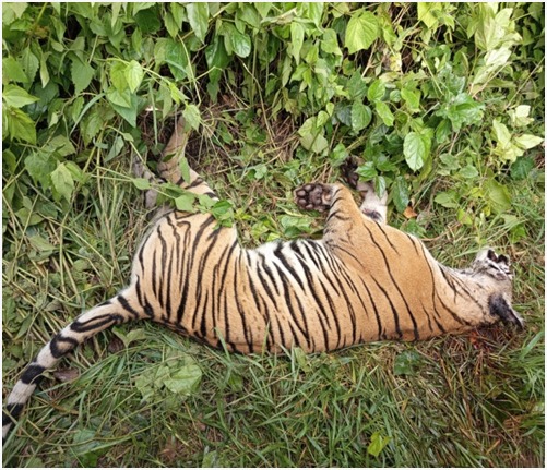 चितवन राष्ट्रिय निकुञ्जमा एक वर्षमा छ वटा पाटेबाघ मरे