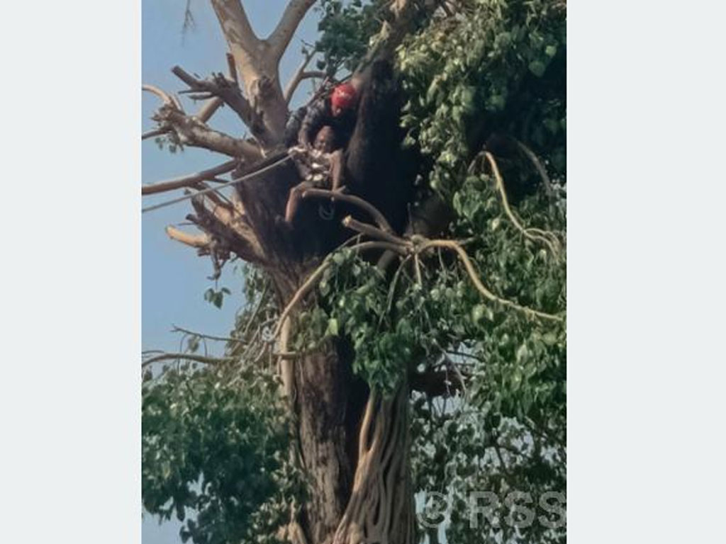 कैलालीमा रूखमा अड्किएका व्यक्तिको उद्धार