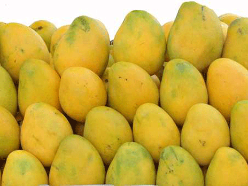 मधेस प्रदेशमा आँपको उत्पादन घट्यो