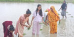राष्ट्रिय धान दिवसमा उपसभामुख ठाकुरद्वारा आफ्नै खेतमा धान रोपाइँ