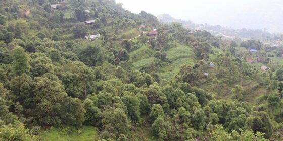 आम्दानीको मुख्य स्रोत बन्दै दालचिनी