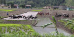 जोरायले बासमती धानले पाउँदै छ लोकप्रियता