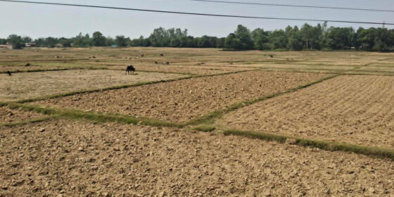 बाँकेमा खेतका फाँट धुलाम्मे