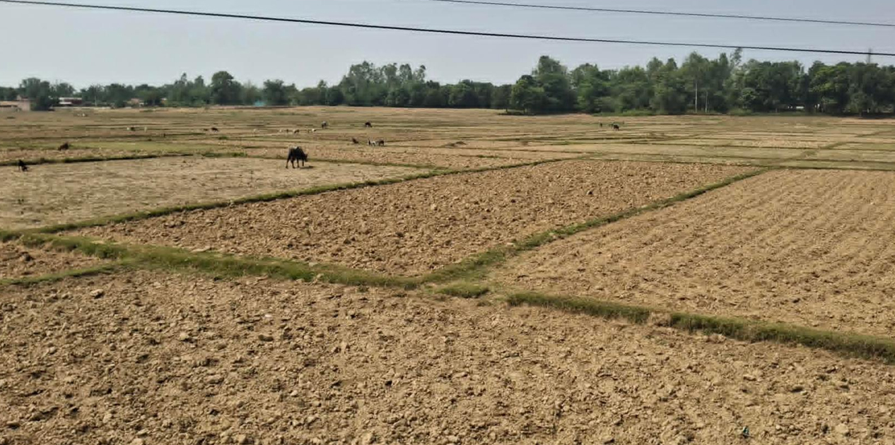 बाँकेमा खेतका फाँट धुलाम्मे