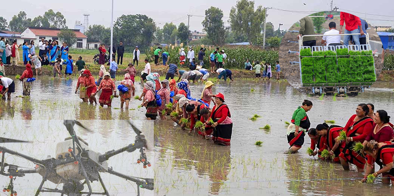 राष्ट्रिय धान दिवसमा आधुनिक प्रविधिको प्रदर्शन, ड्रोनबाट मल छर्ने र मेसिनबाट रोपाइँ गर्ने अभ्यास