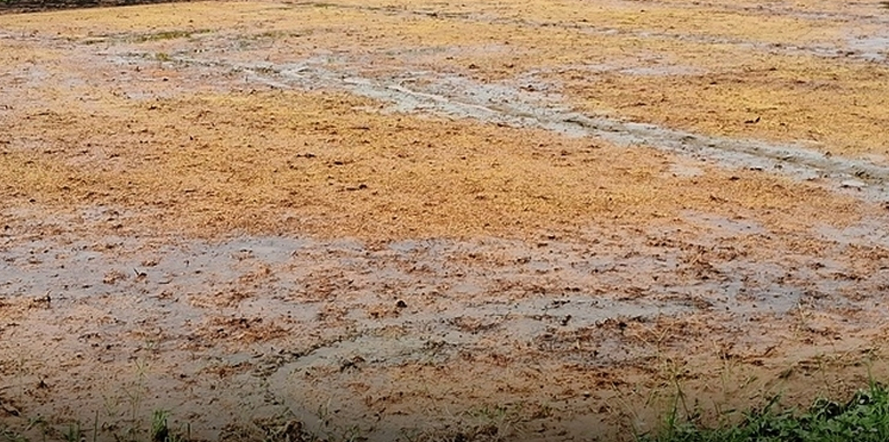 बाँकेमा पानी नपर्दा धानको ब्याड राख्न ढिलाइ