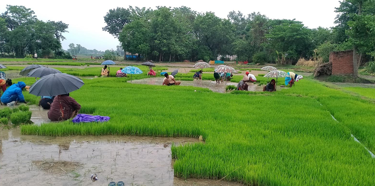 पश्चिम नवलपरासीका किसान रोपाइँमा व्यस्त