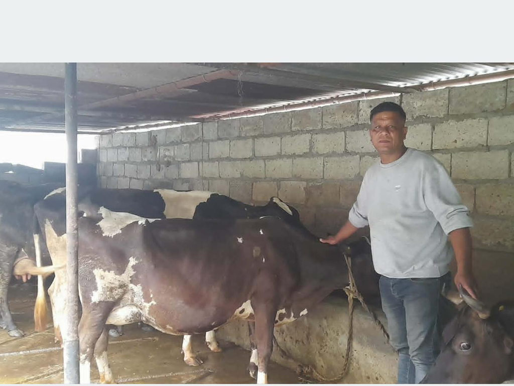 खाडीबाट फर्केर गाई पालन: मासिक दुई लाख आम्दानी