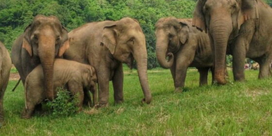 हात्ती नियन्त्रणका लागि ‘स्पेसल टास्क फोर्स’ परिचालन गरिँदै