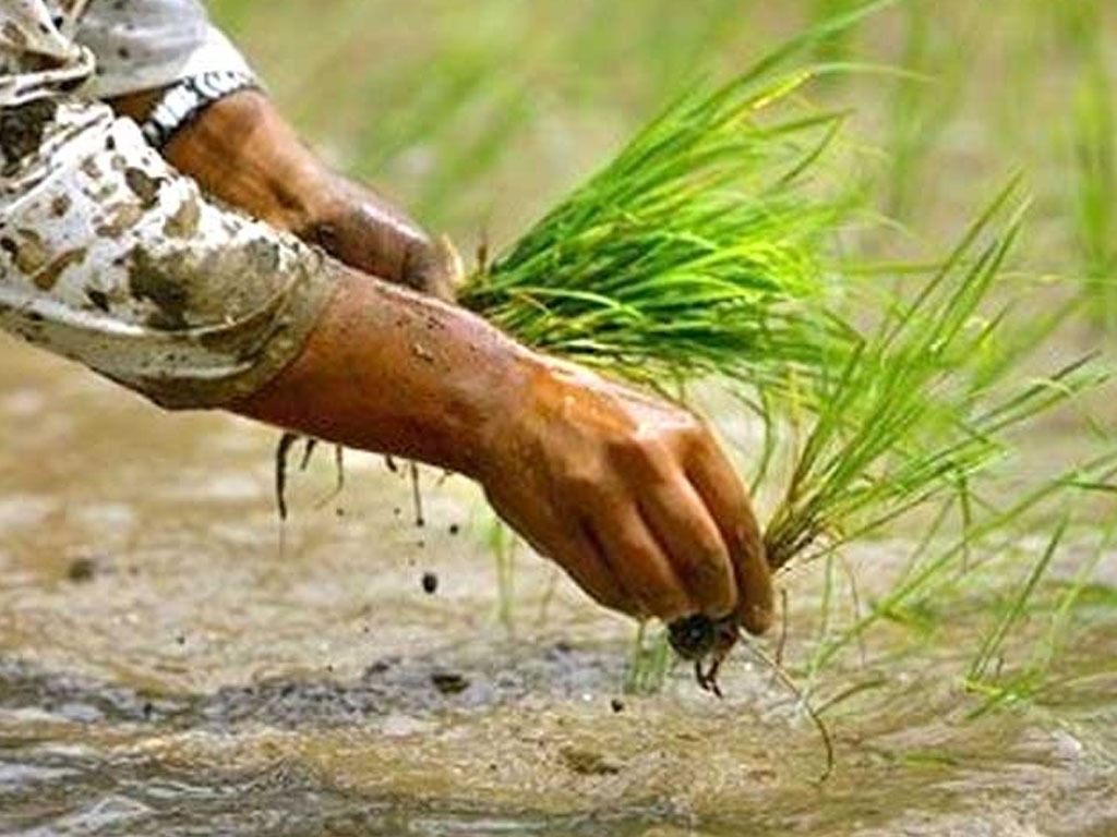 देशभर एक लाख ३७ हजार हेक्टर जमिन रोपाइँ