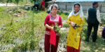 अर्घाखाँचीमा साठी हजार टिमुरका बिरुवा रोपिँदै