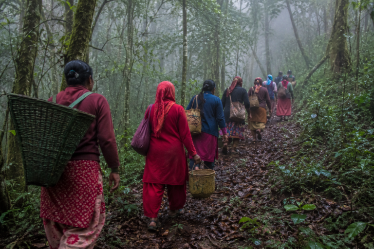 निकुञ्जमा च्याउ खोज्न गएका १४ महिला सम्पर्कविहीन