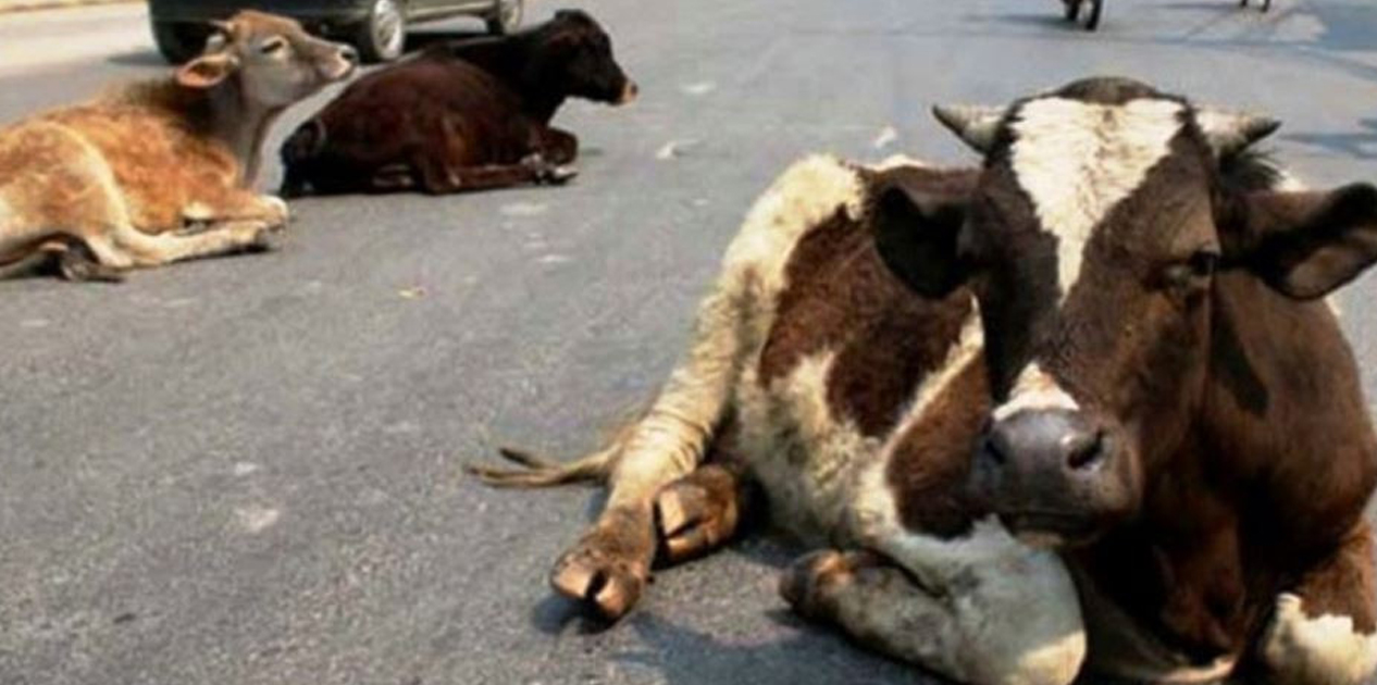 छाडा पशुचौपाया छाड्नेलाई कारबाही गर्दै उपमहानगरपालिका