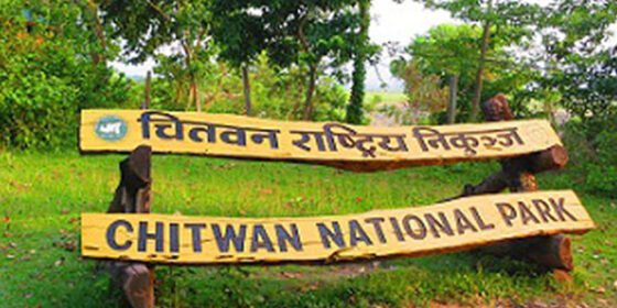 माडीमा २५ मेघावाटको विद्युत् लैजान निकुञ्जमा तार भूमिगत गरिँदै