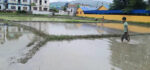 मधेशमा रोपाइँ ९१ दशमलव ५५ प्रतिशत