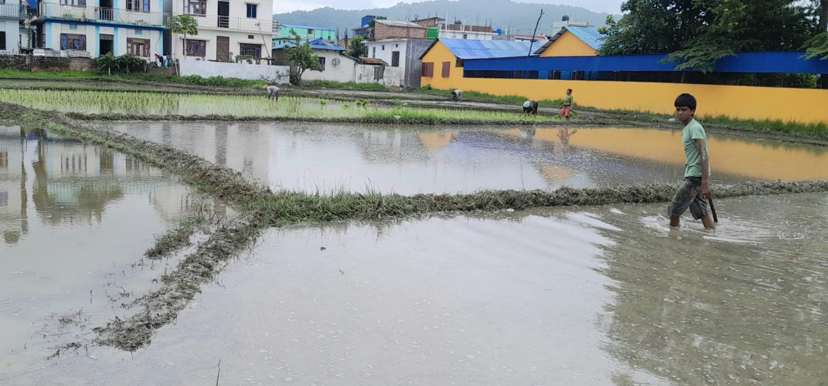 मधेशमा रोपाइँ ९१ दशमलव ५५ प्रतिशत