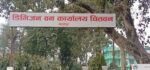 चितवन वन कार्यालय द्वारा एक वर्षमा ४५ अजिङ्गर उद्धार