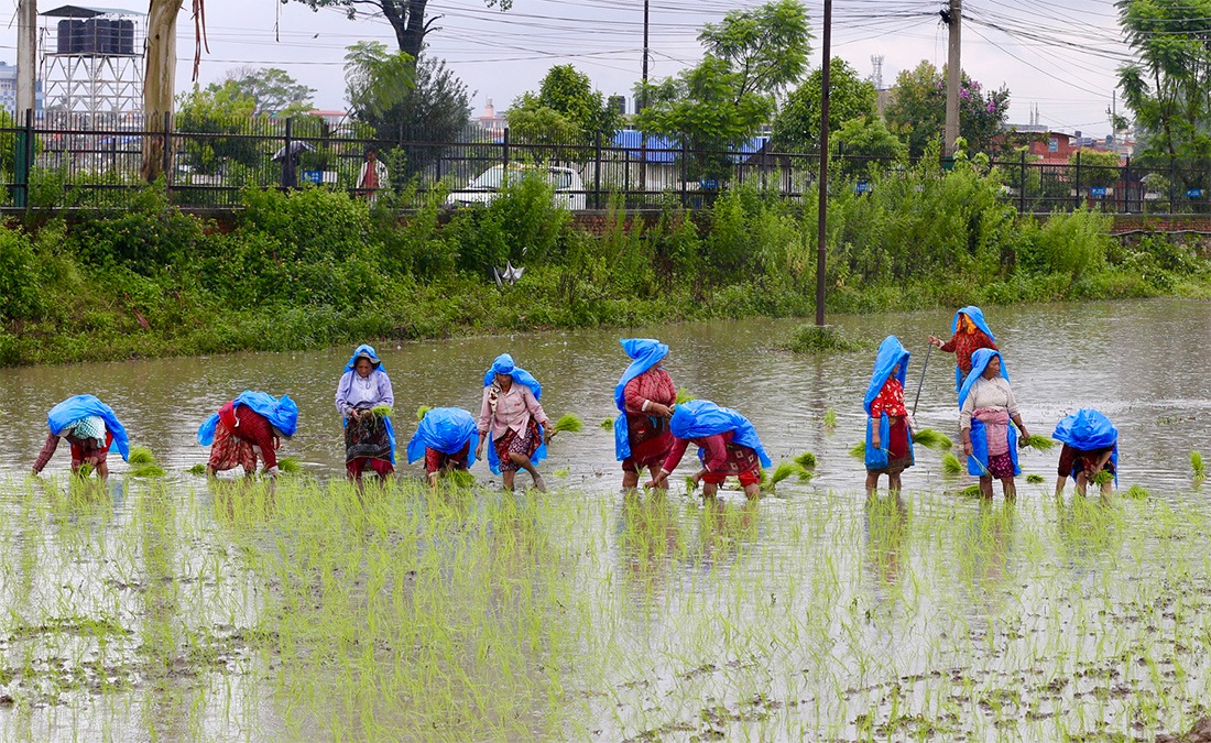 देशभर ९८ प्रतिशत धान रोपाइँ सकियो, सुदूरपश्चिममा शतप्रतिशत